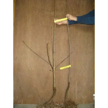 WIŚNIA KELLERIS odmiana samopylna - sadzonki 60 / 90 cm